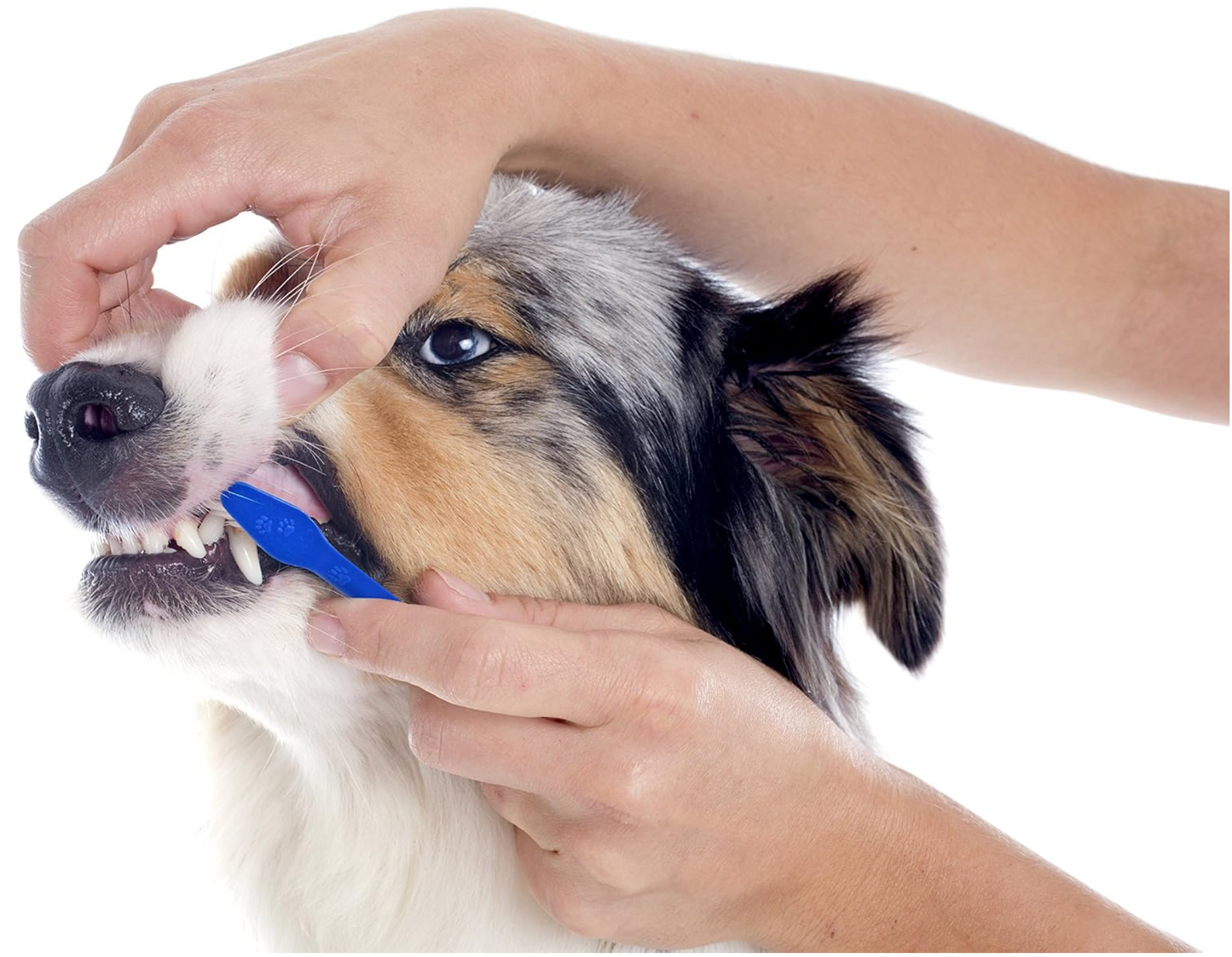 Two-Piece Dog Toothbrush Set: Double Sided Long Handle